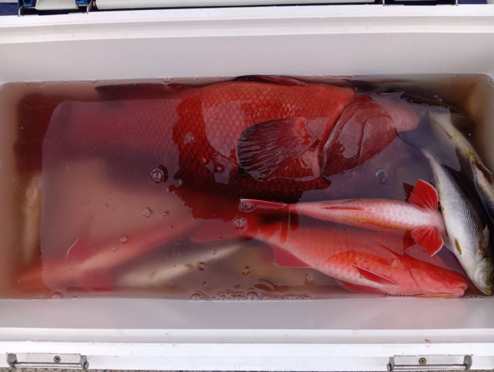 ２月１７日の釣果